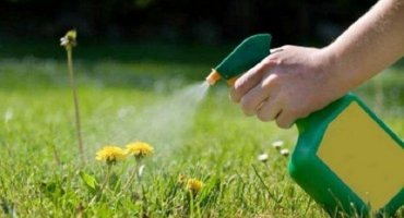 Jména nejlepších a nejsilnějších hubičů plevele a jak je léčit